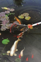 רשת WF-M Wolf Garten