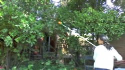 מקטפת פירות טלסקופית 3 מטר דגם : JASPER 51251