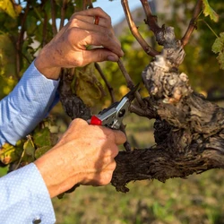 מזמרה ידנית FELCO פלקו 6